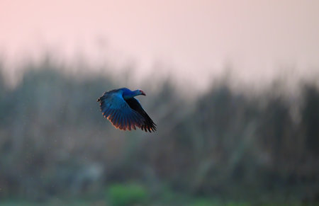 Purple Swamphen, Porphyrio porphyrio, single bird in flight,   Brazilの写真素材