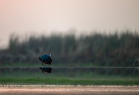 Grey headed swamphen in wetland flying over a lake in the morning, Thailand.の写真素材