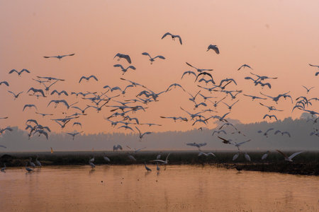 A flock of birds flying in the sky at sunsetの写真素材