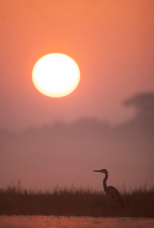 Great Blue Heron (Ardea herodias) at sunriseの写真素材