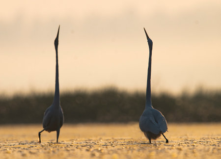 Great egrets fighting in Sunriseの写真素材