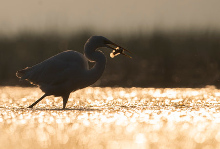 Great egret, Ardea alba, single bird in water, Netherlandsの写真素材