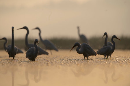 Group of Great egrets fishing in Sunriseの写真素材