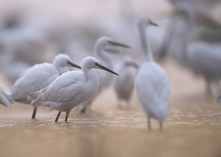 Little egret (Egretta garzetta) in natural habitatの写真素材
