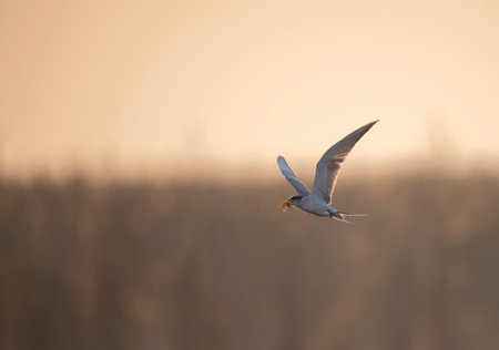 Common Tern, Terna hirundo, single bird in flight, Warwickshire