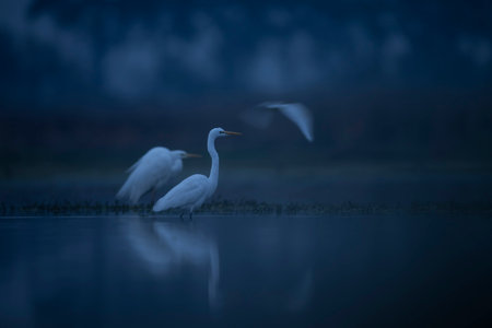 Great egret, Ardea alba, single bird in water, Hungaryの写真素材