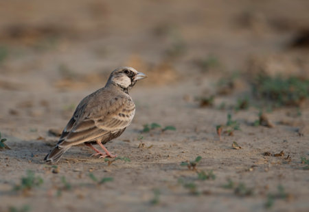 Ashy-crowned sparrow-lark
single bird on ground, South Africaの写真素材
