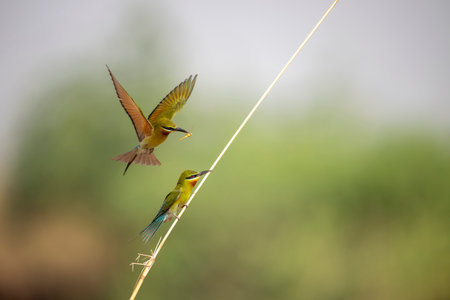 Bee-eater (Merops orientalis) in nature