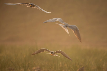 Common Tern, Sterna hirundo, single bird in flight, Warwickshire