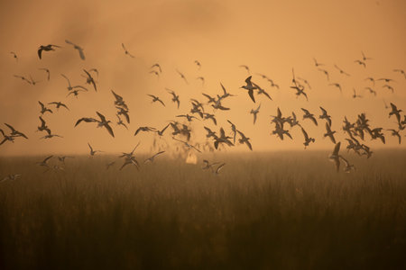 A flock of birds flying in a foggy field at sunset.の写真素材