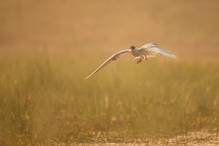 Little tern flying in the mist at sunrise. Scientific name: Terna hirundo