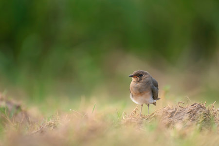 Common Robin (Luscinia rubecula) in natural habitat