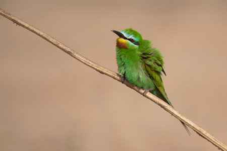 European Bee-eater (Merops leschenaulti)