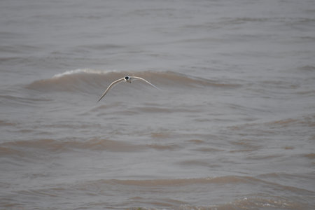 Seagull flying in the sea at Bang Pu beach, Thailand