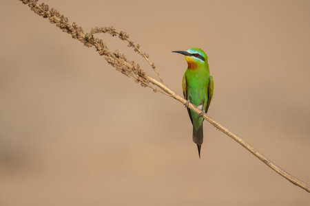 Bee eater, Merops apiaster, single bird on branch, South Africa