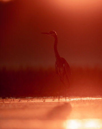 Great Blue Heron (Ardea herodias) at sunriseの写真素材