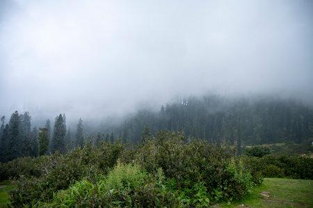 Landscape of foggy forest at Doi Inthanon National Park, Chiang Mai, Thailand