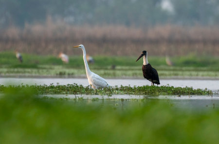 Single bird on grass, Brazil