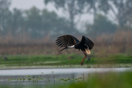 Black stork (Ciconia nigra) in flight.