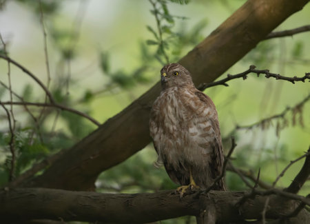 Northern harrier, Buteo buteo, single bird on branch, Warwickshireの写真素材