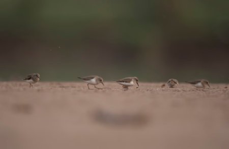 Sandpiper (Calidris albicollis)