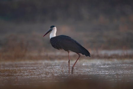 Black stork, Ciconia nigra, single bird in water, Warwickshireの写真素材