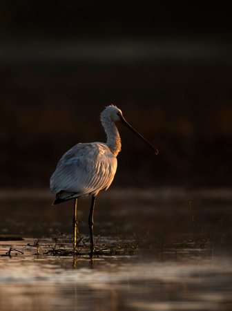 Eurasian Spoonbill Fishing in wetlandの写真素材