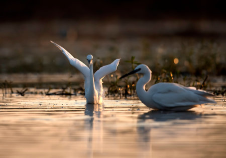 Little egret (Egretta garzetta) in the waterの写真素材