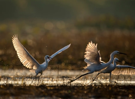 Fight of Little Egrets in Morningの写真素材