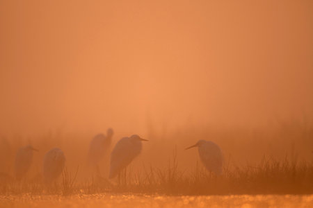 Egrets in their natural habitat in a foggy morning.の写真素材