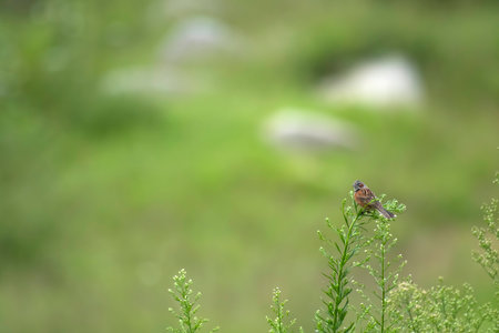Brambling (Emberiza bramblingi) in nature