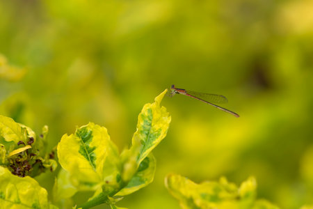 Dragonfly on a leaf in the garden. Macro photo of insect.の写真素材