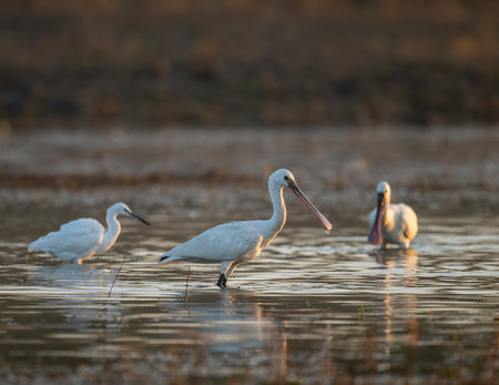 Eurasian Spoonbill (Platalea leucorodia) in natureの写真素材