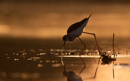Black-necked stilt (Himantopus himantopus) at sunsetの写真素材