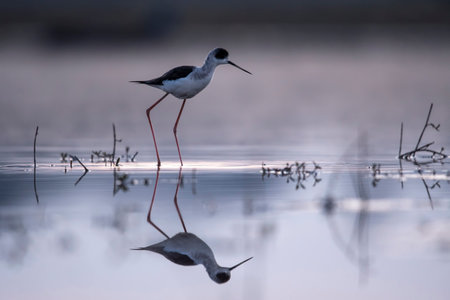 Black-necked stilt, Himantopus himantopus, single bird in water, Brazilの写真素材