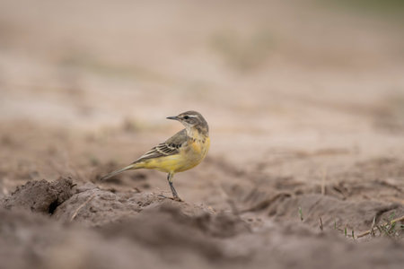Yellow wagtail, Motacilla flava, single bird on ground, Warwickshireの写真素材