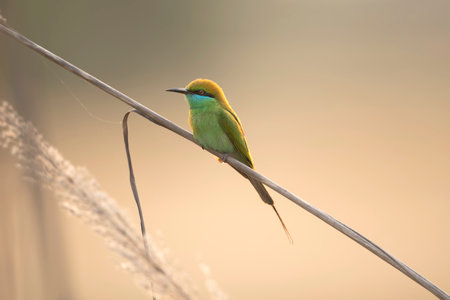 Little green bee Eaterの写真素材
