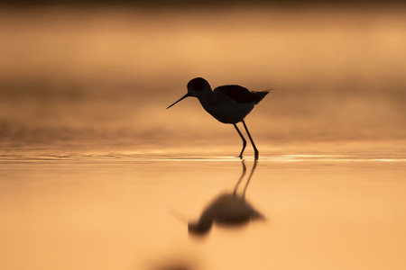 Black-necked stilt, Recurvirostra avosetta, single bird in water, Brazilの写真素材