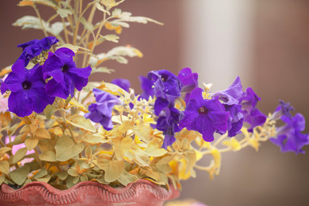 Purple and yellow petunia flowers in pot on blurred background.の写真素材