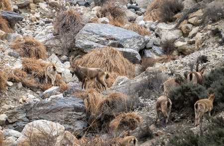 Siberian ibex herd grazing in mountainsの写真素材