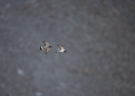 Eastern rock dove (Columba rupestris) Flying high in Mountainsの写真素材