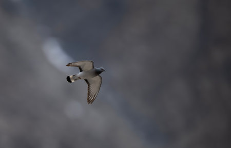 Flying Pigeon (Larus dominicanus). False Bay, South Africaの写真素材