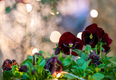 Beautiful purple pansy flowers in the garden with bokeh backgroundの写真素材