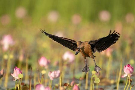 A brown duck with dark wings is in mid-flight, its wings outstretched, against a blurred green background.の写真素材