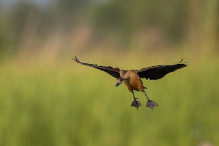 A brown duck with dark wings is in mid-flight, its wings outstretched, against a blurred green background.の写真素材