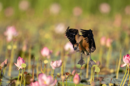 A brown duck with dark wings is in mid-flight, its wings outstretched, against a blurred green background.の写真素材