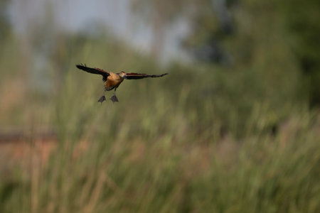 A brown duck with dark wings is in mid-flight, its wings outstretched, against a blurred green background.の写真素材