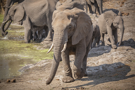 Elephant herd in Kruger National Park