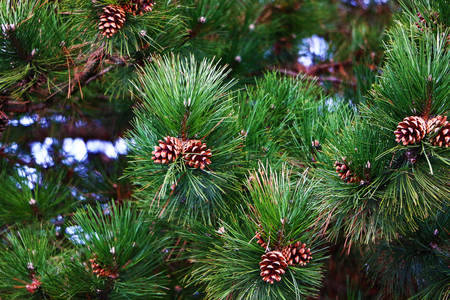Pine Tree Backgroundの写真素材