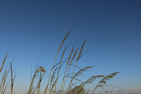 Morning Reedsの写真素材